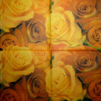 528 Rosen - 3-lagig - Avantgarde - CS